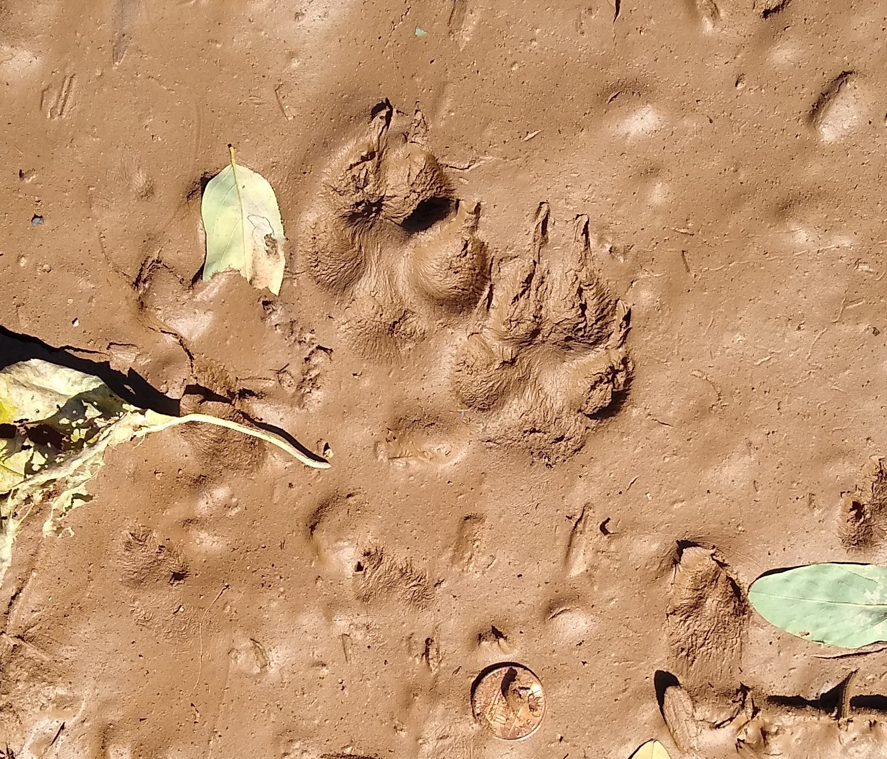 Red fox tracks show up in mud.