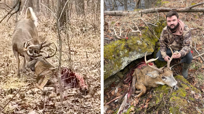 A living buck drags a dead buck around by the antlers, and a shed hunter crouches next to the shed antlers and dead buck.