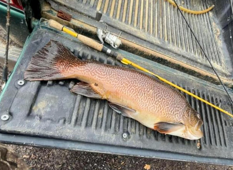 The new state-record tiger trout.