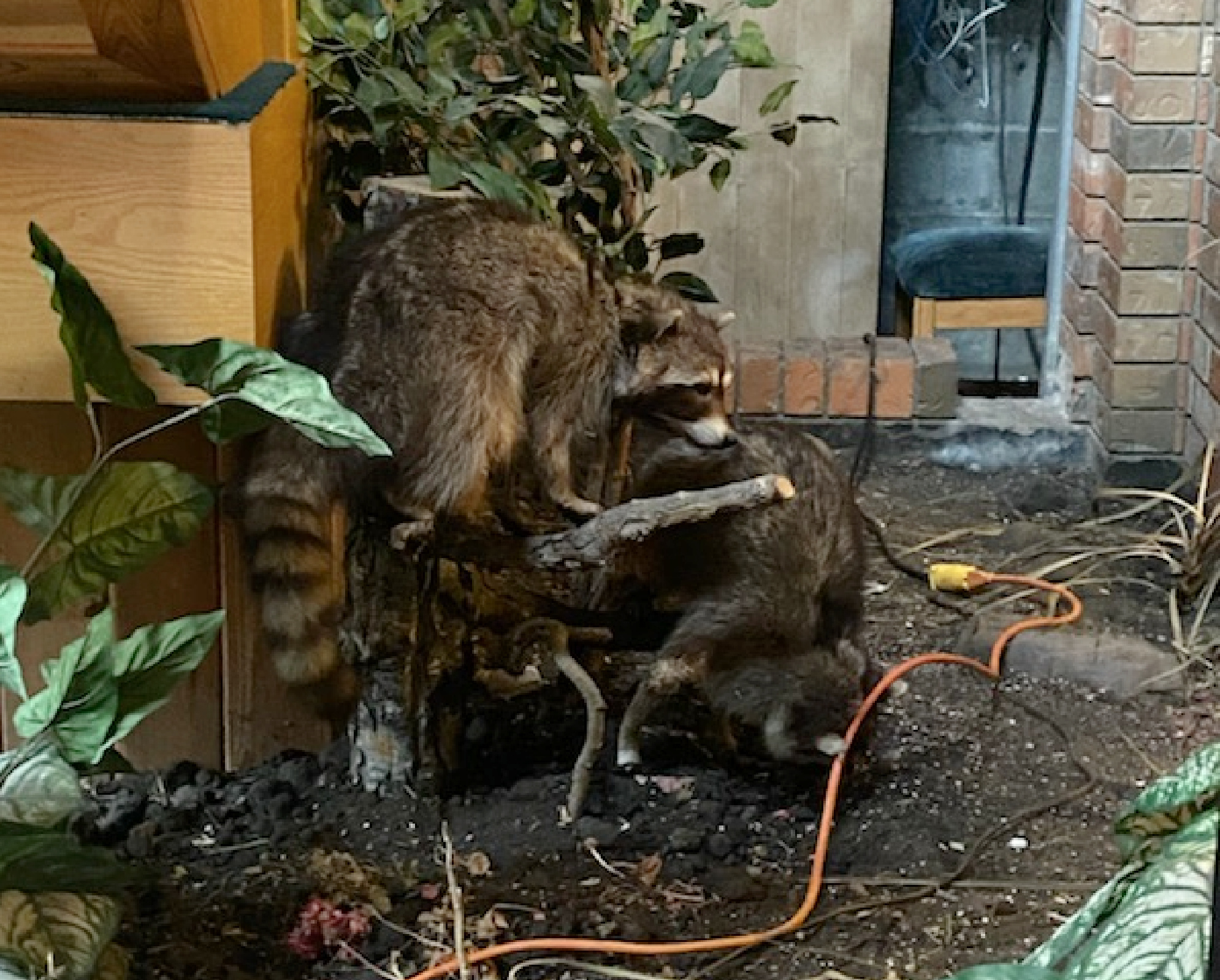 Two full-body raccoon mounts were stolen last year.