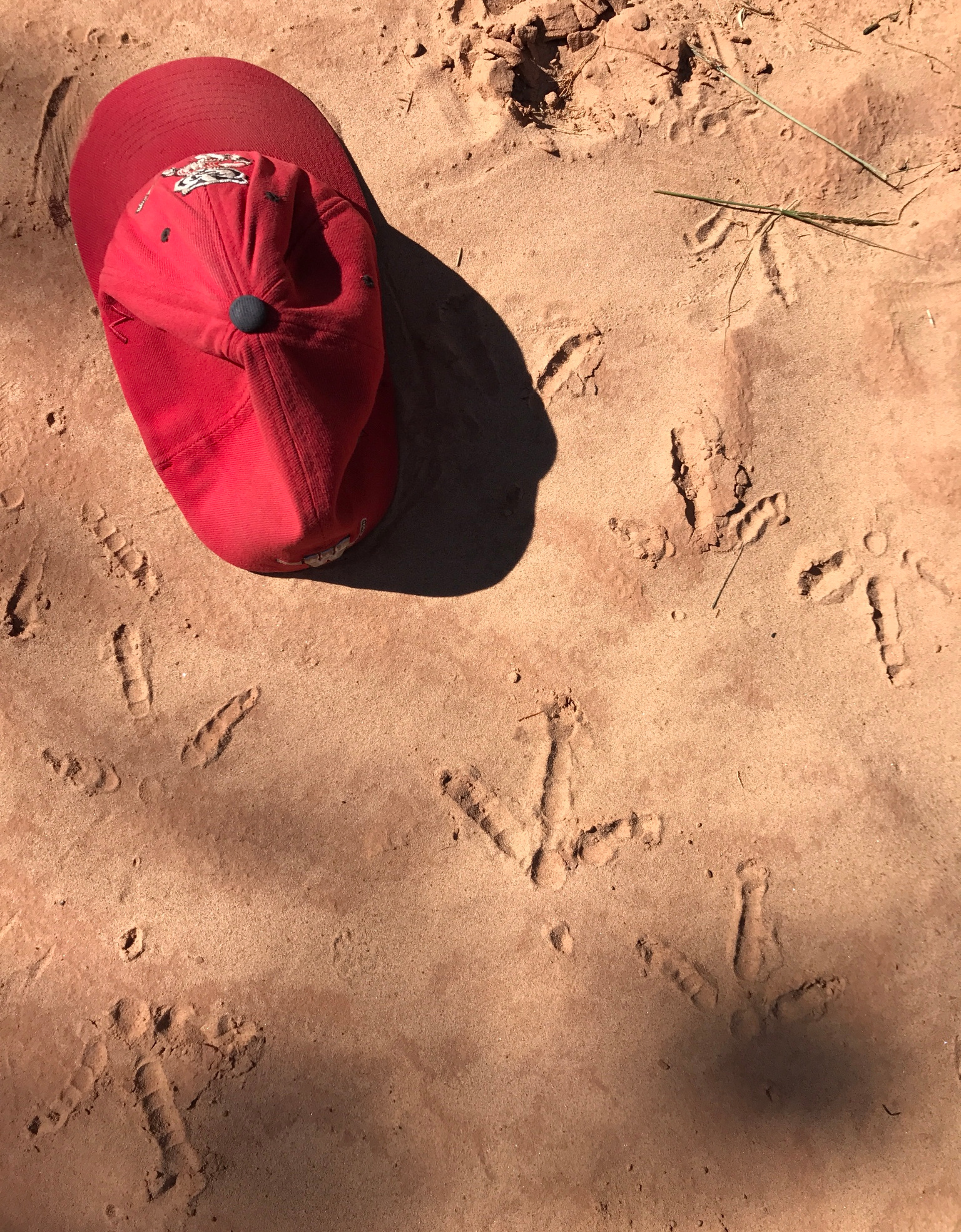 A hat marks some wild turkey tracks in light dirt.