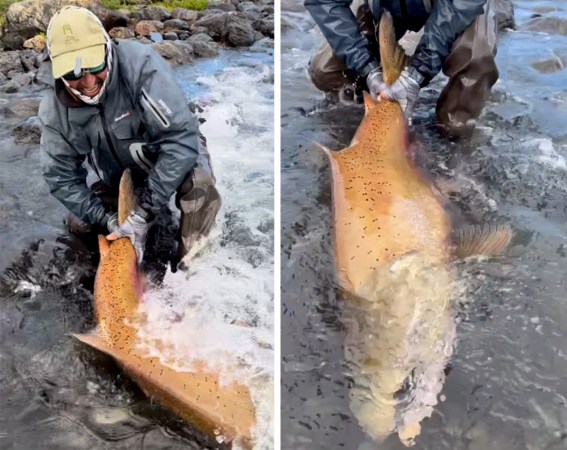 Angler releases giant king salmon in Argentina.