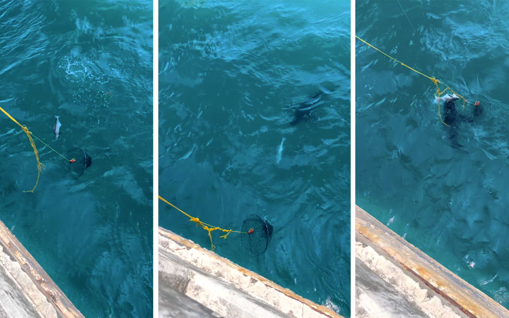 Watch: Clumsy Net Man Nearly Allows Shark to Steal Cobia