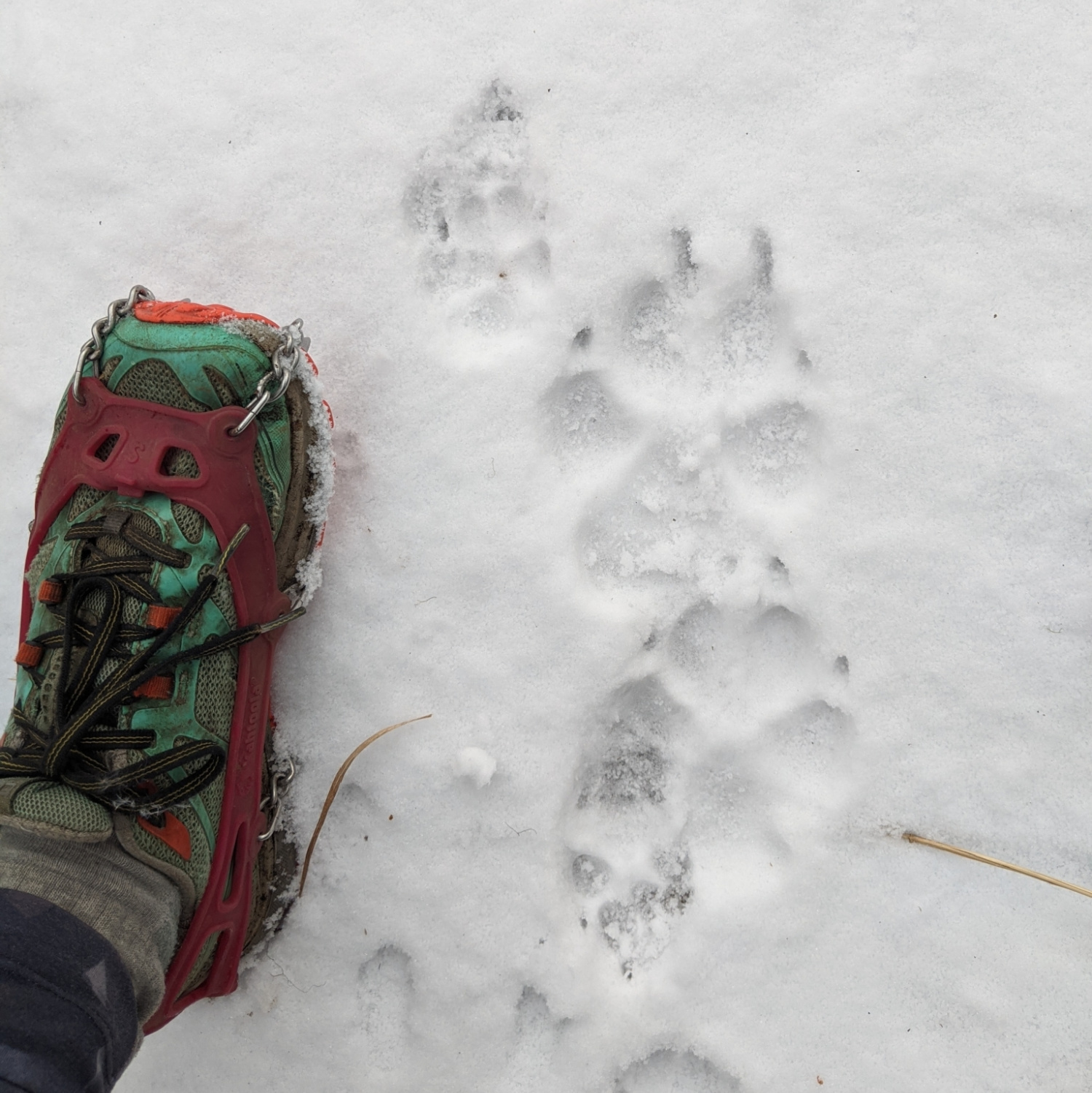 Wolf tracks dwarf domestic dog tracks in the snow.