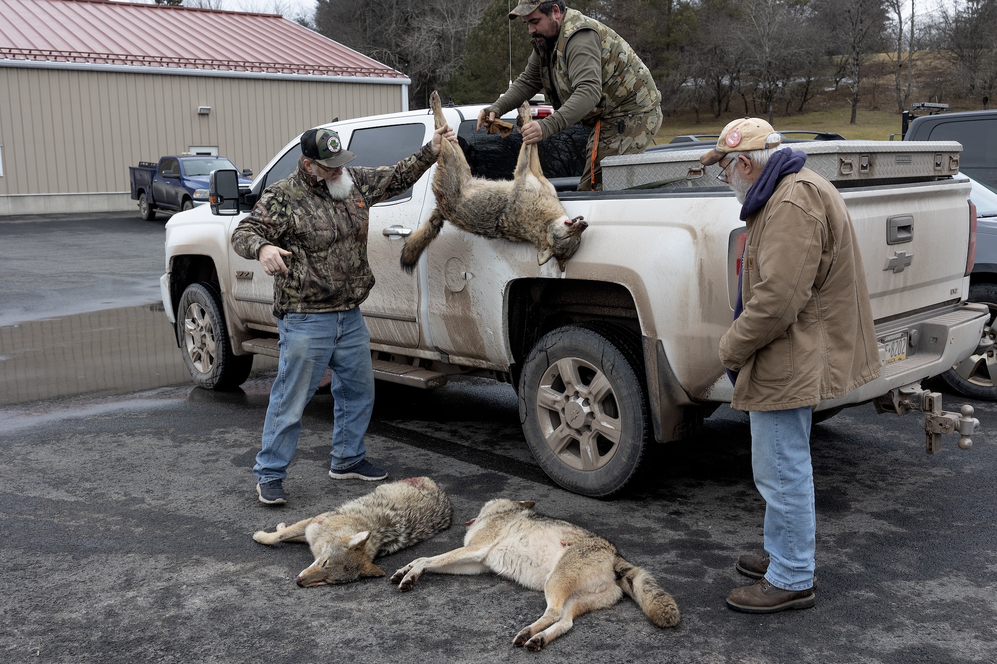 hunters unloading several coyotes from a white pickup truck