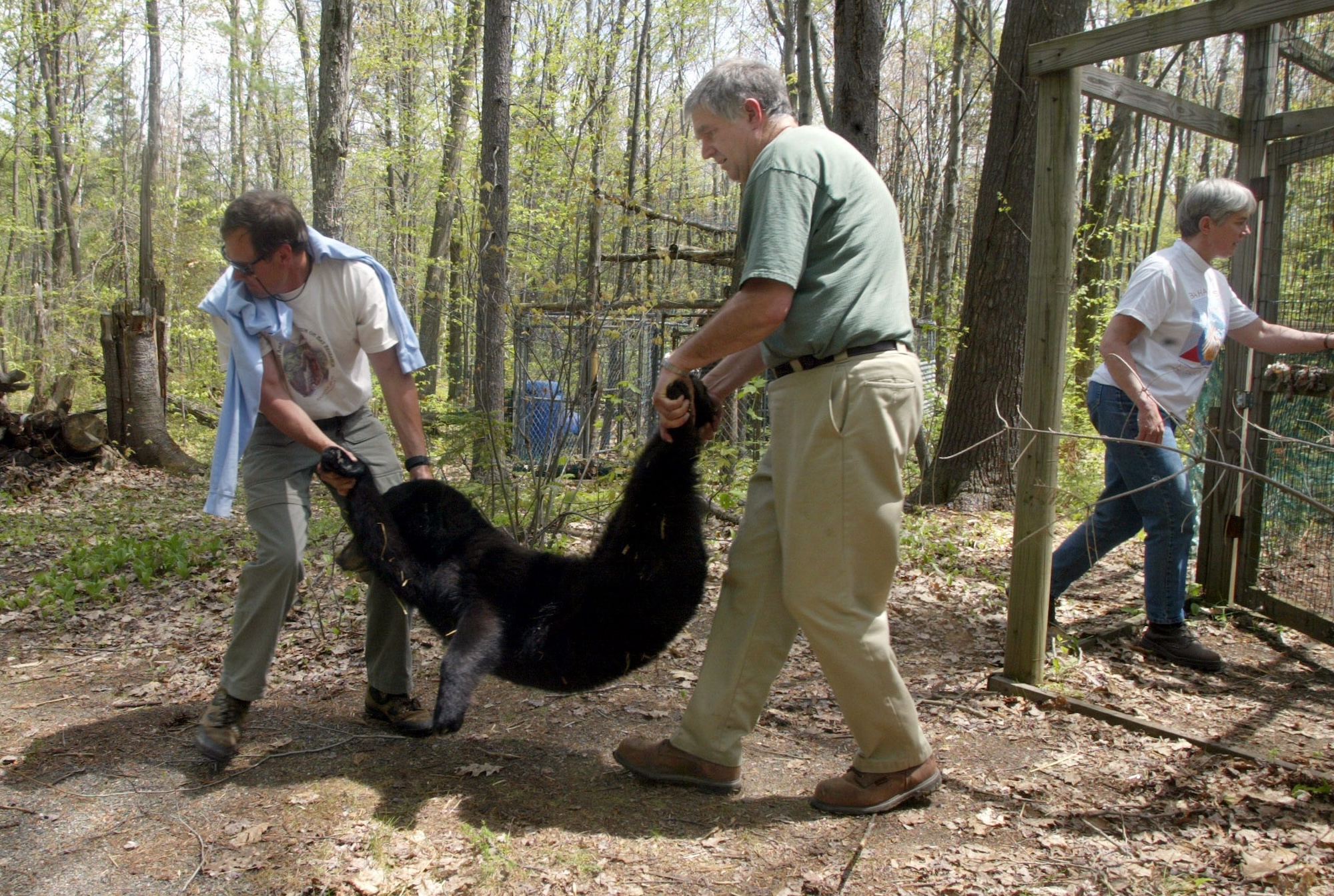A Vermont bear biologist carries a tranquilized black bear.