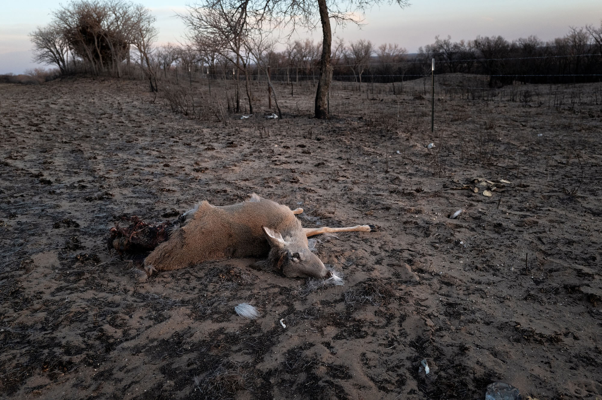 A dead whitetail killed in the Texas wildfire.