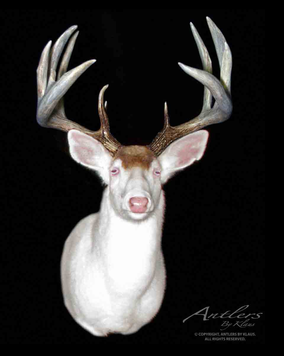 the ghost buck sheds