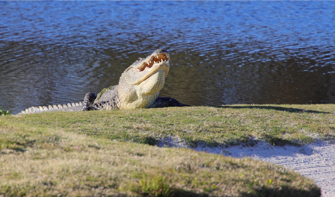 Gator Bites Off Fisherman's Hand on a Florida Golf Course Outdoor Life