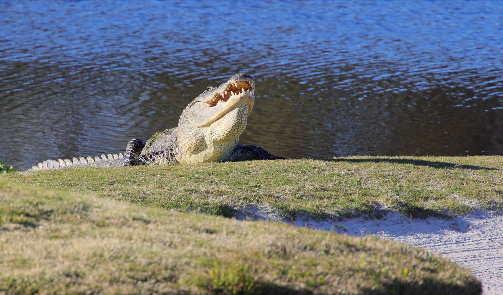 An alligator lays on a golf course.