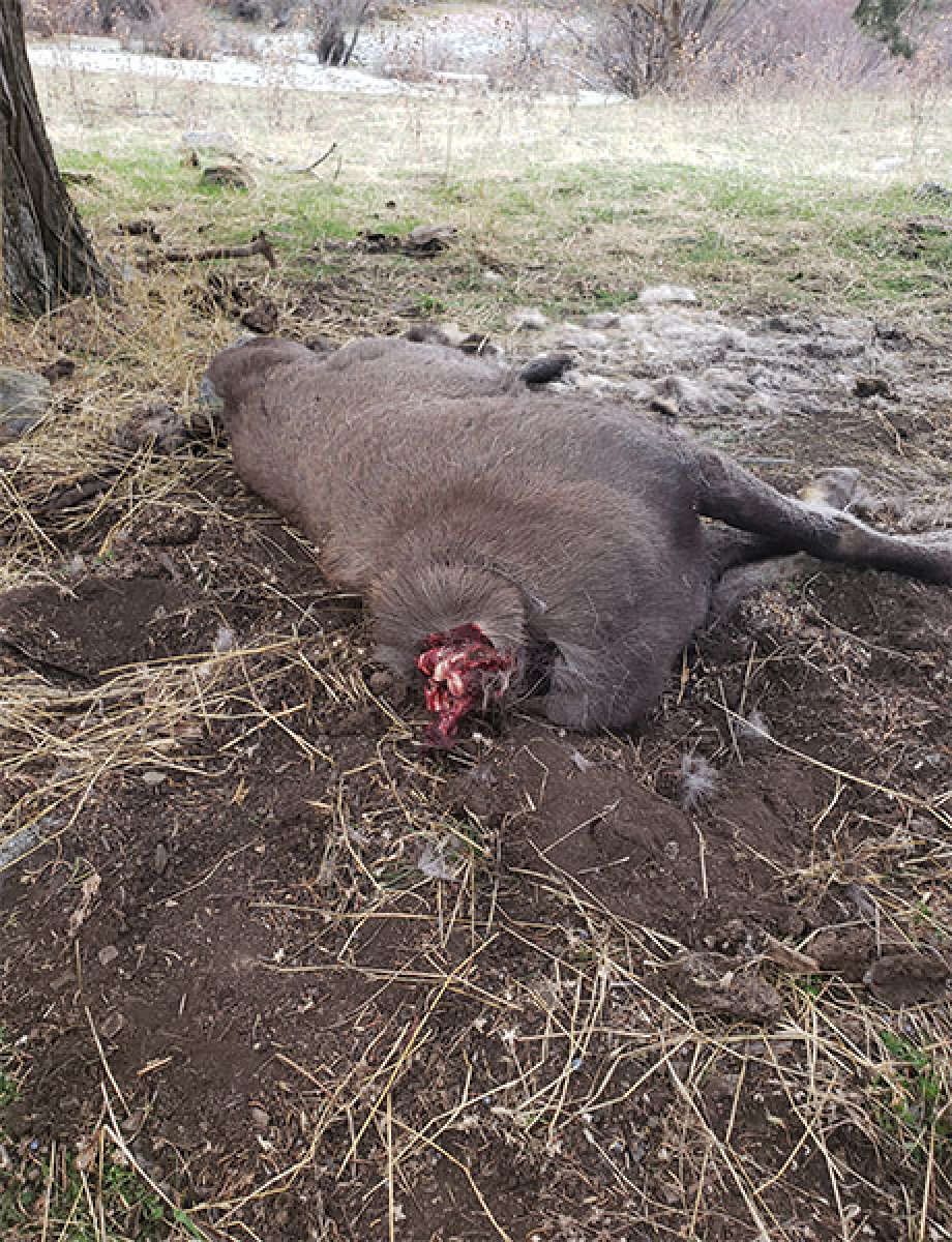 A poacher beheaded the sheep and left the meat behind.