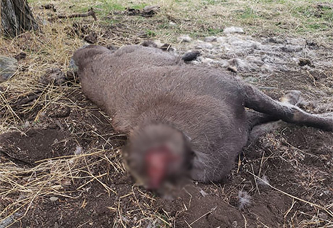 A bighorn sheep was poached and beheaded.