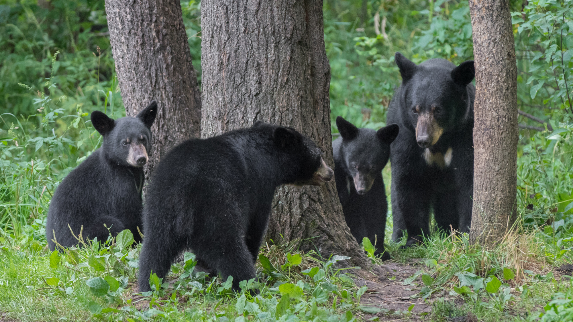 A sow black bear and three cubs sit near a tree.