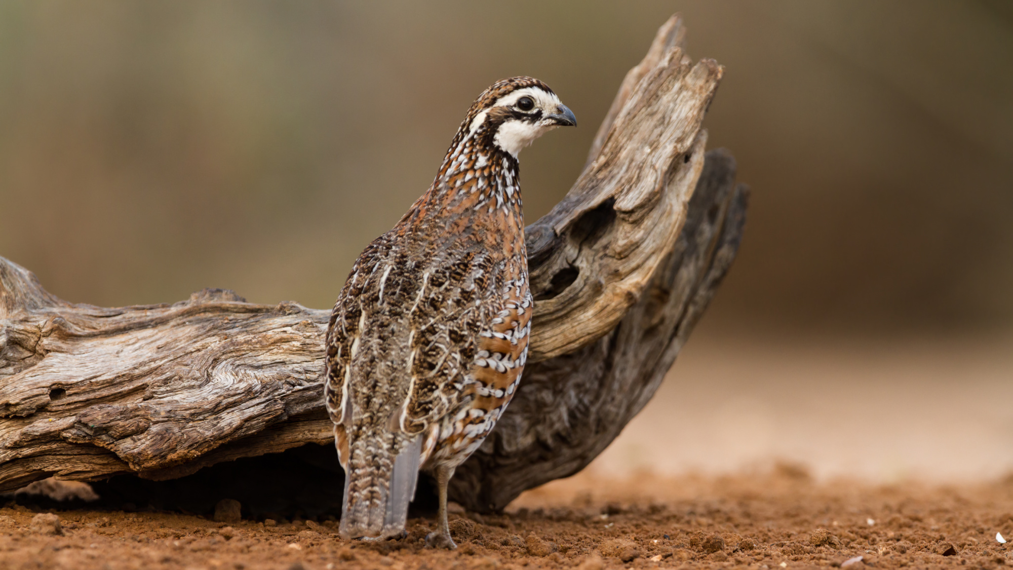 A male bobwhite quail in Texas.
