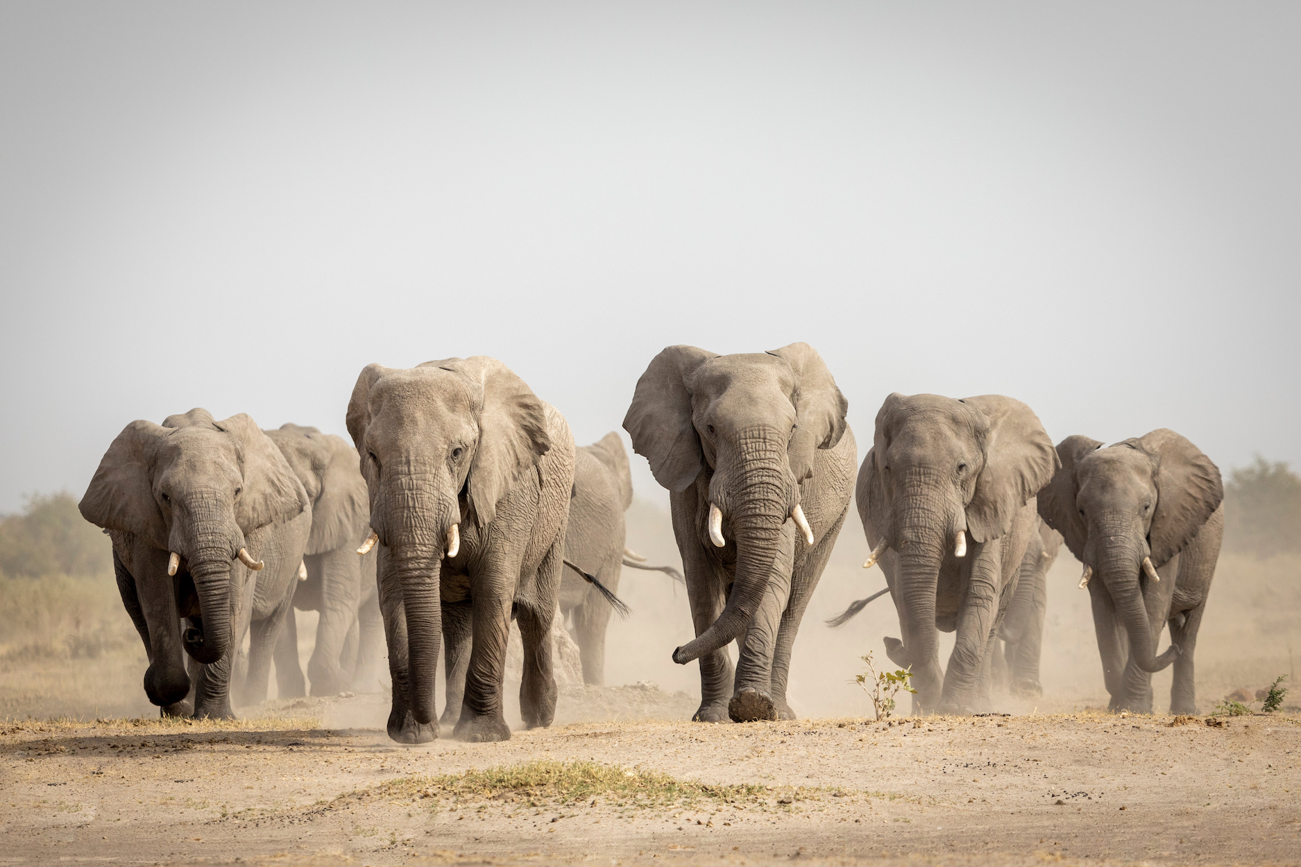 Large elephant herd walking in Botswana.