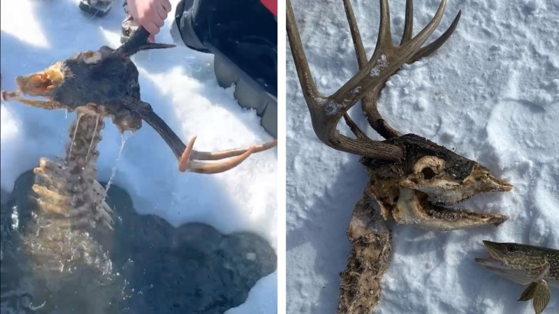 Skeleton of a buck pulled through the ice.
