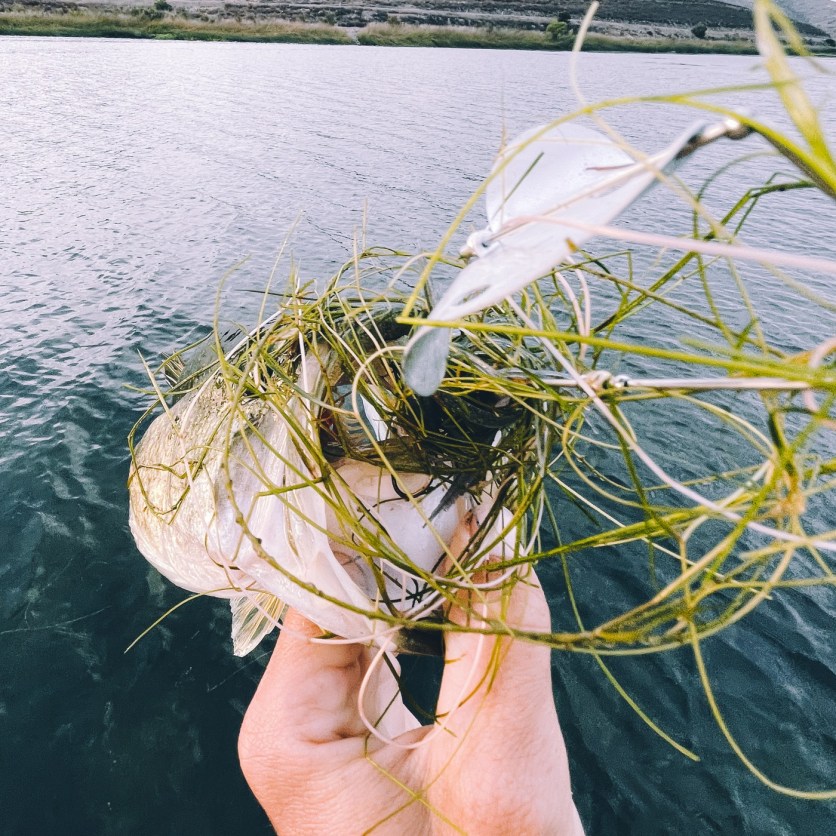 The 6 Best Buzzbaits of 2024 Outdoor Life