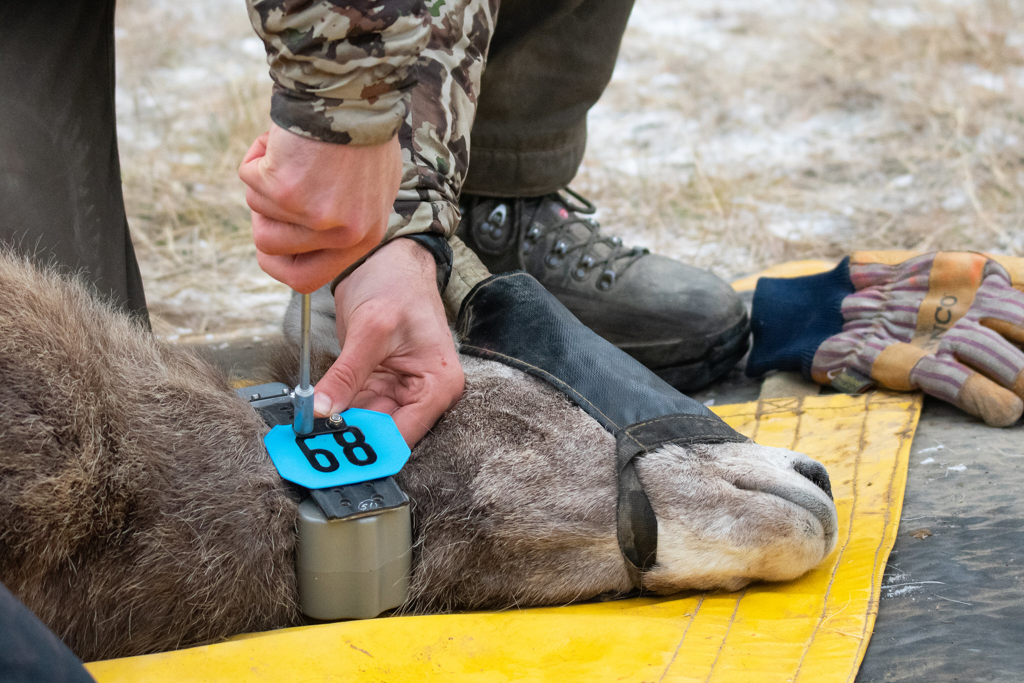 A biologist screws a tag to a bighorn's gps collar.
