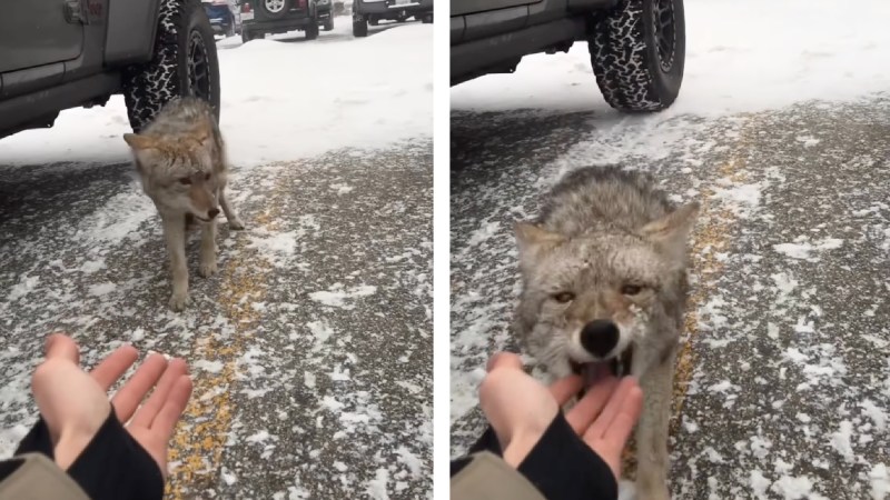Watch: Skier Sticks His Hand in a Coyote’s Face, Seems Surprised When It Bites Him