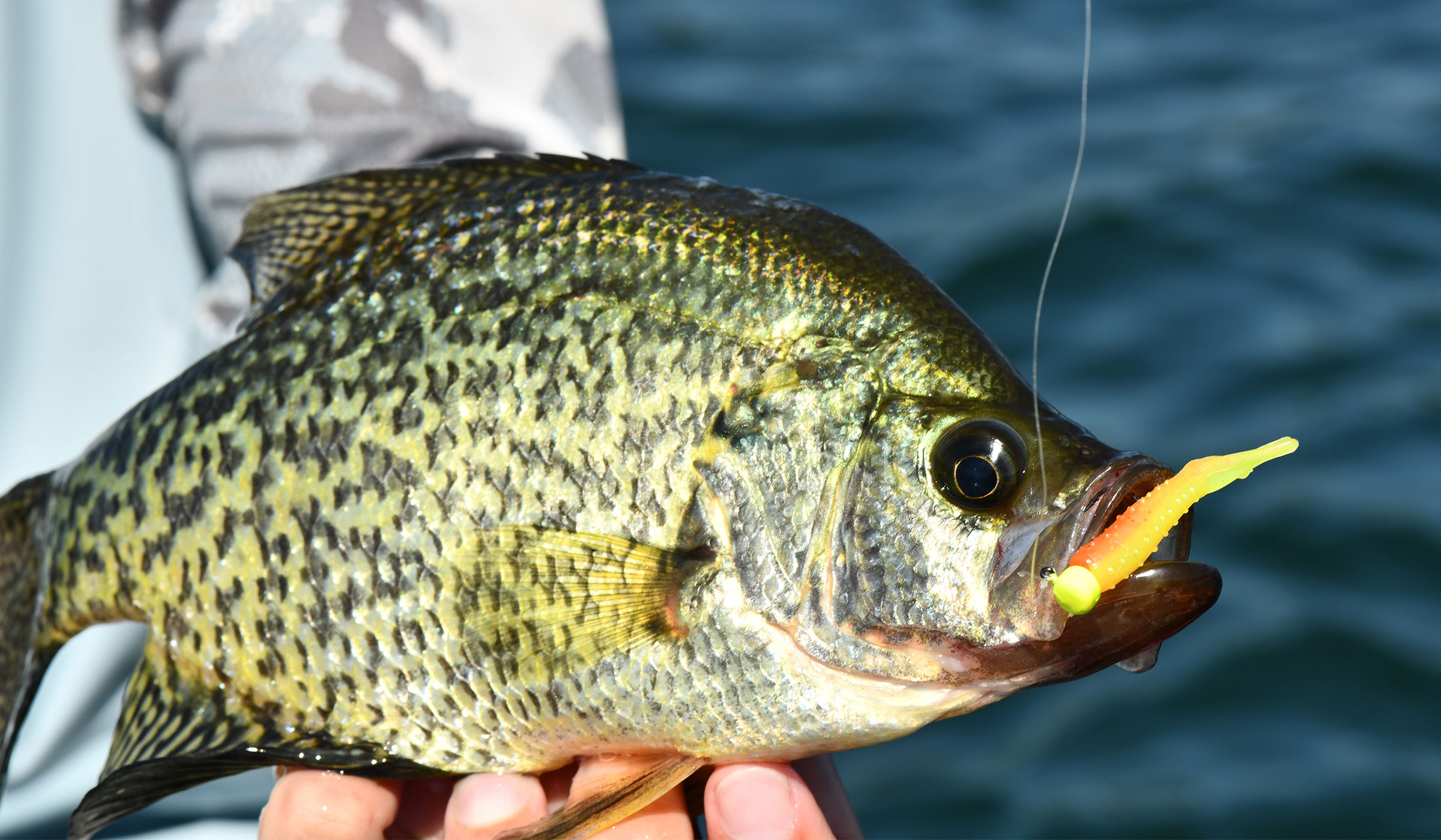 Crappie lines can affect presentations. 