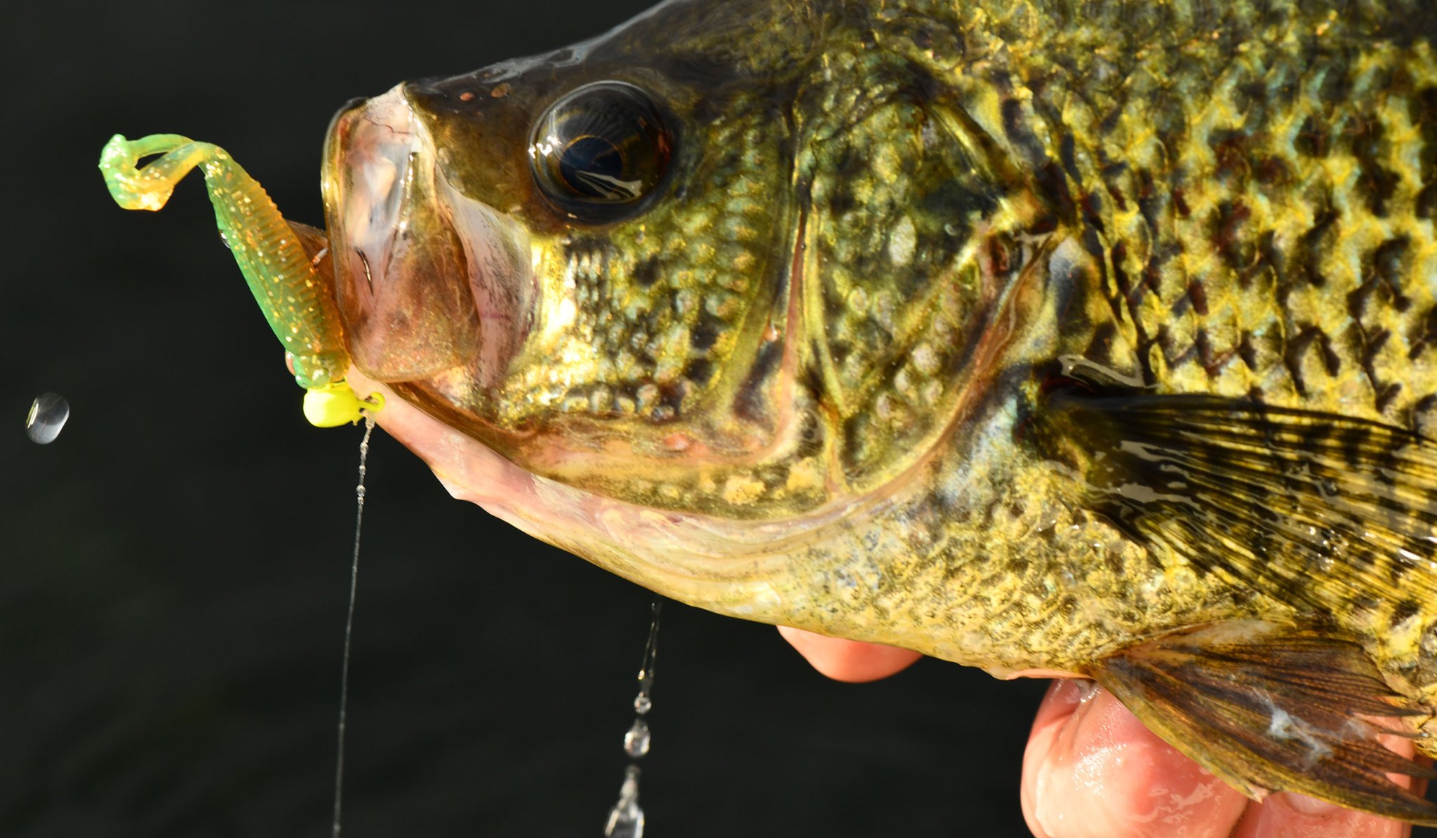 The Best Fishing Lines for Crappie Braid, Mono, Copolymer, and