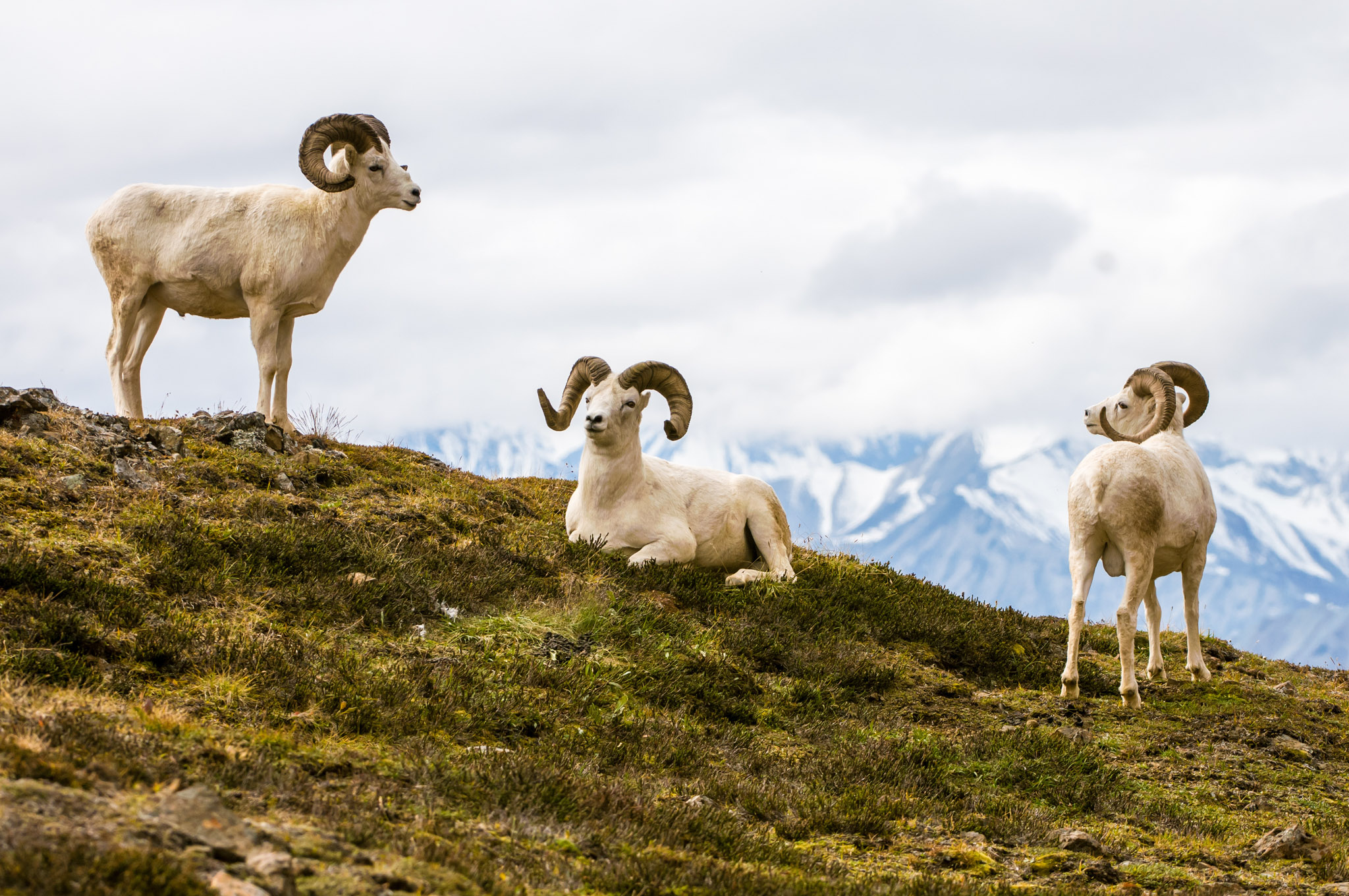 A trio of Dall sheep on a ridge, which nonresidents must hunt with a guide.