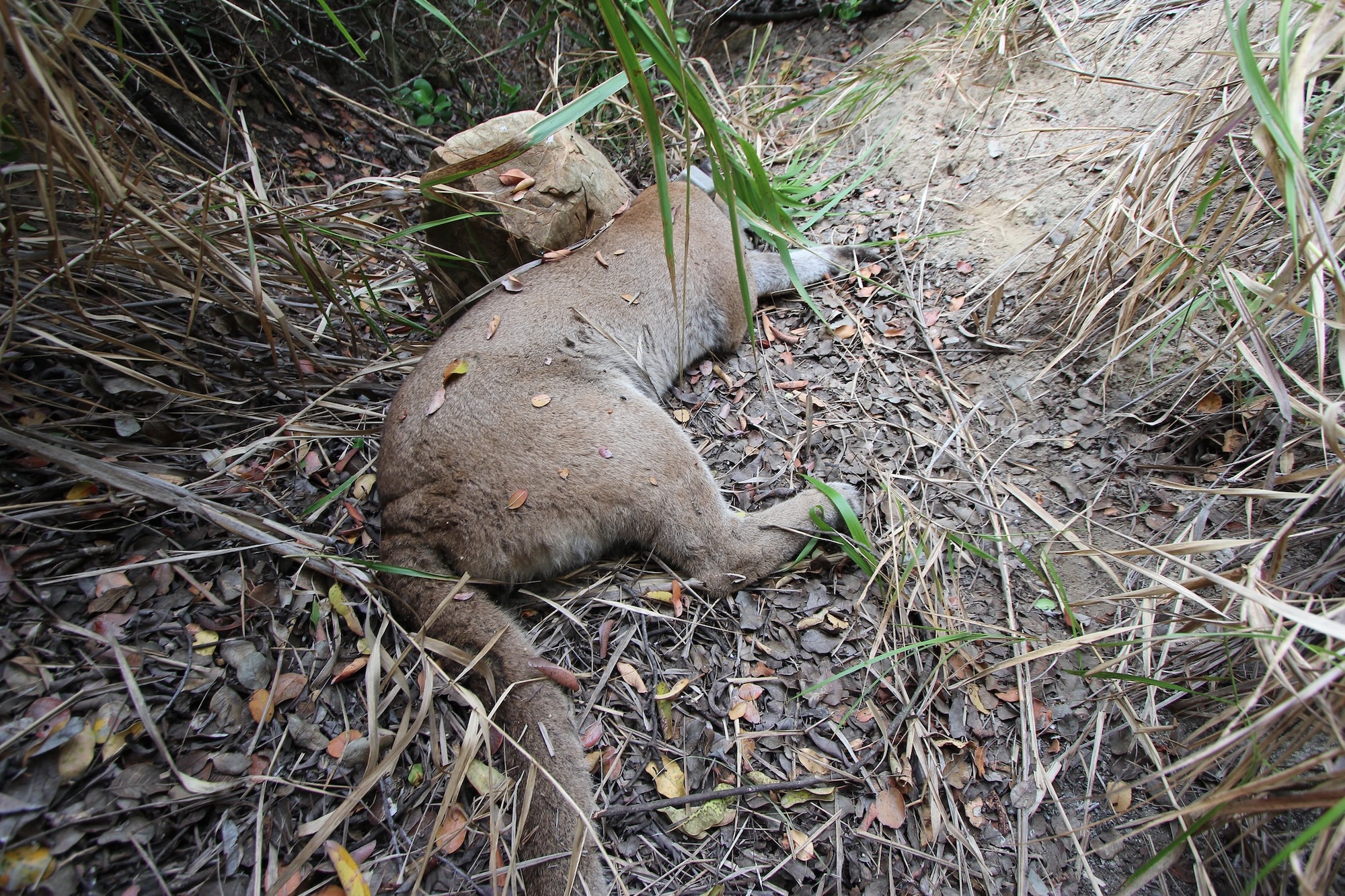 A dead California mountain lion lying in the dirt.