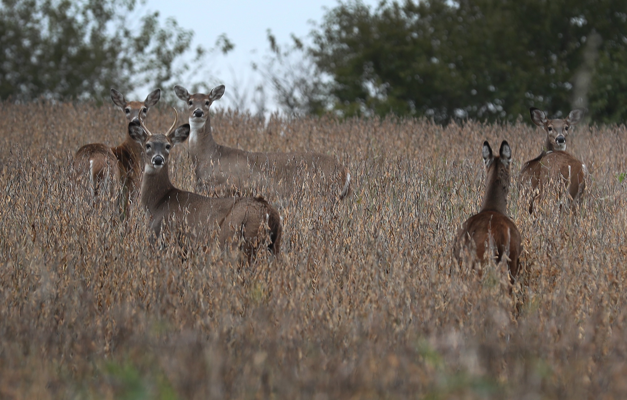 Whitetails feed in a bean field.