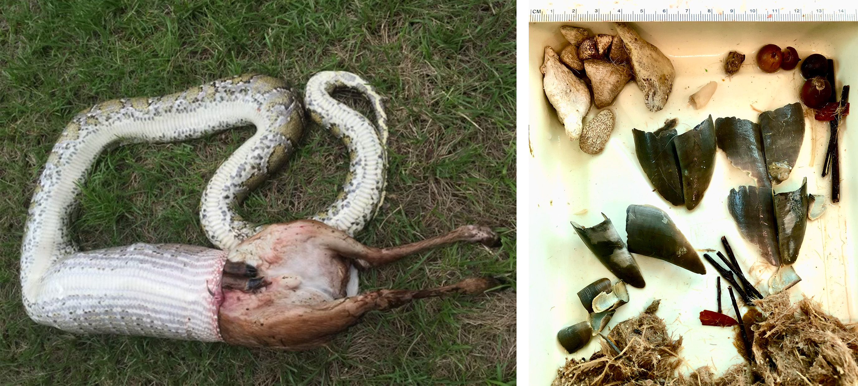Necropsy photos of a deer-eating Burmese pythons.