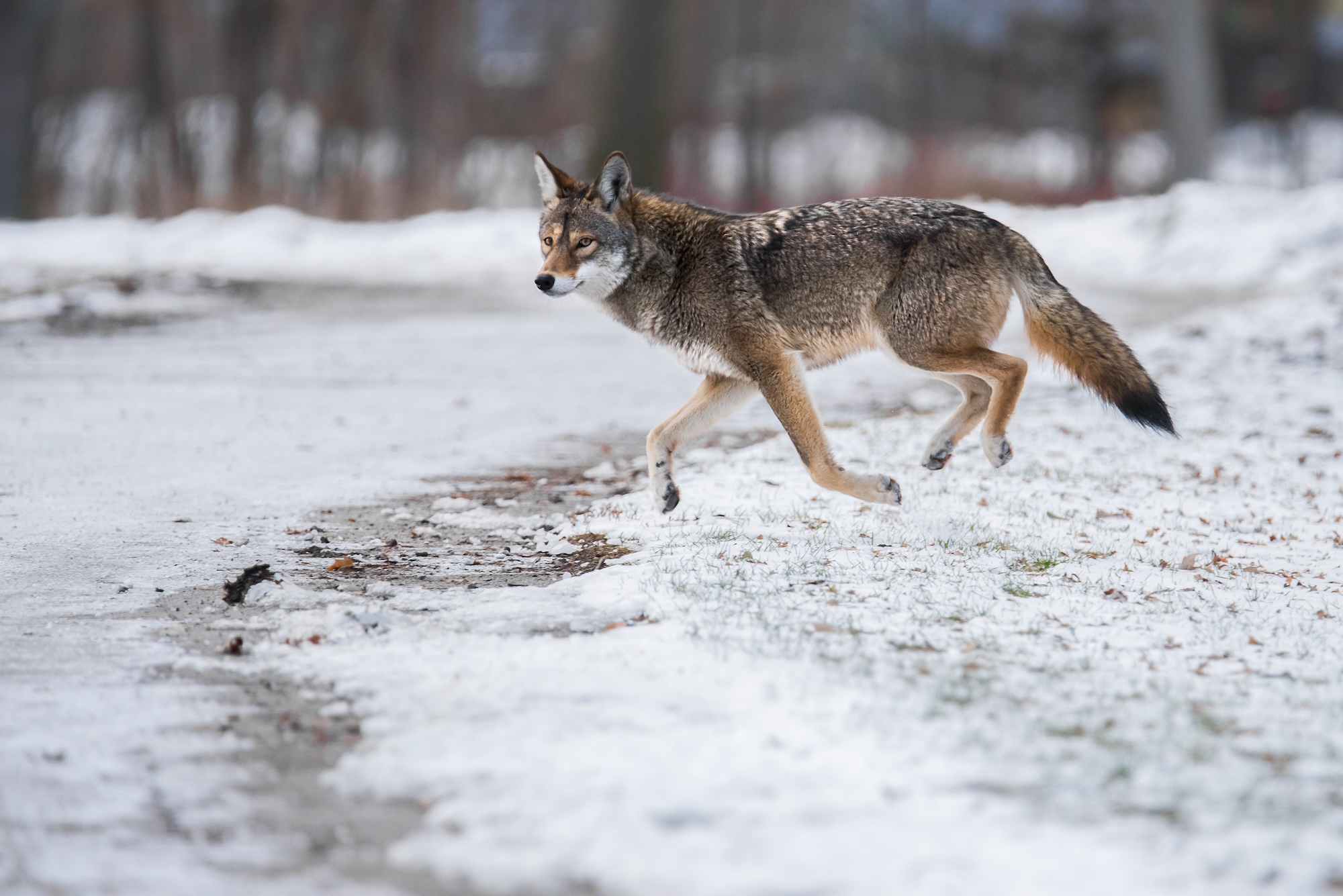 An eastern coyote runs through the snow.