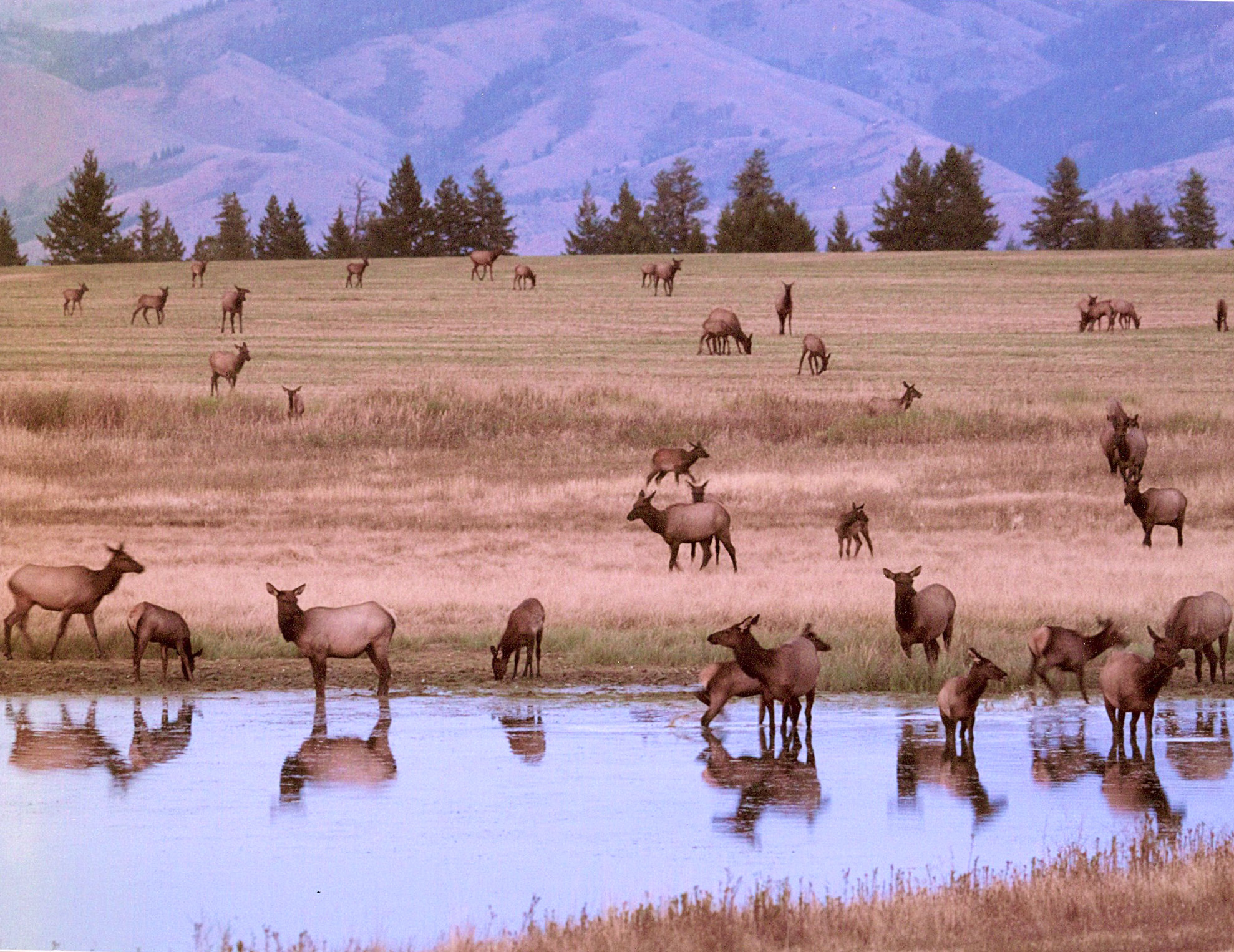 A herd of elk in a Western ranch.