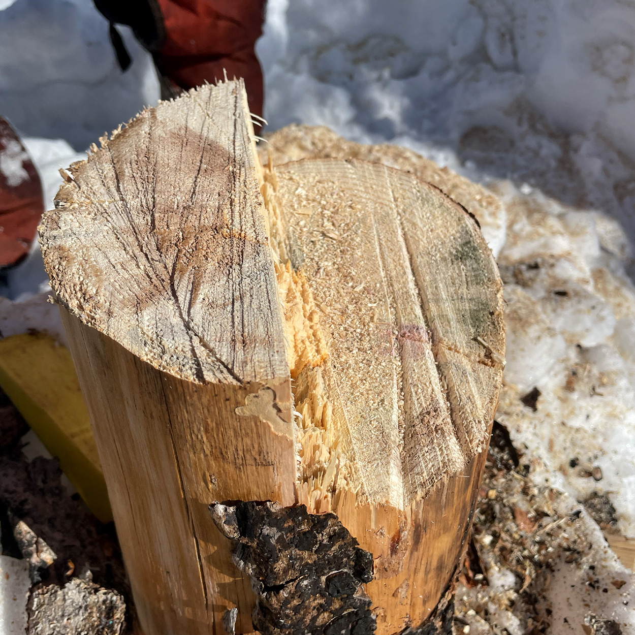 A closeup look at the stump after felling a tree.
