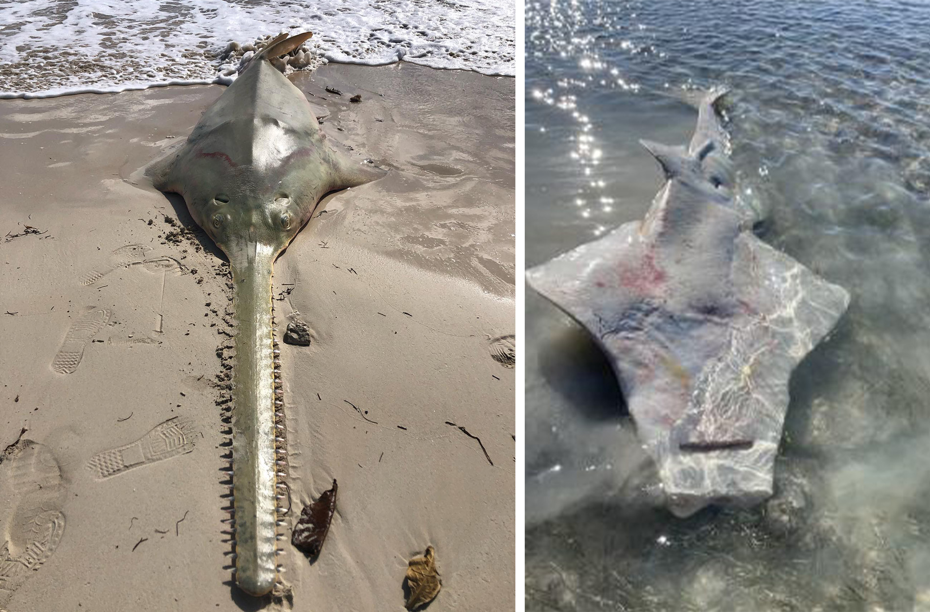Two dead sawfish found dead in Florida.