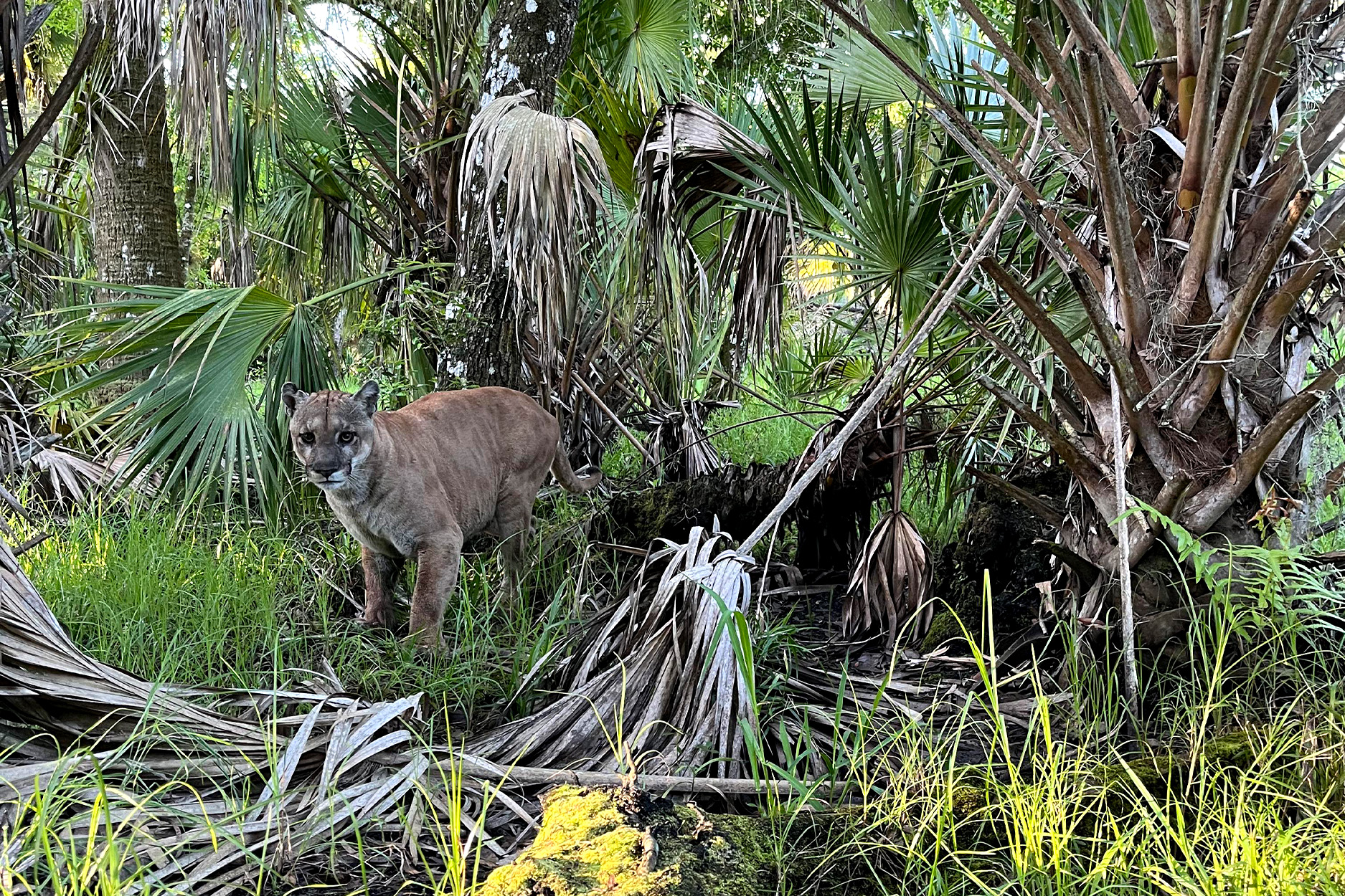 A Florida panther that was spotted in southwest Florida on Monday.