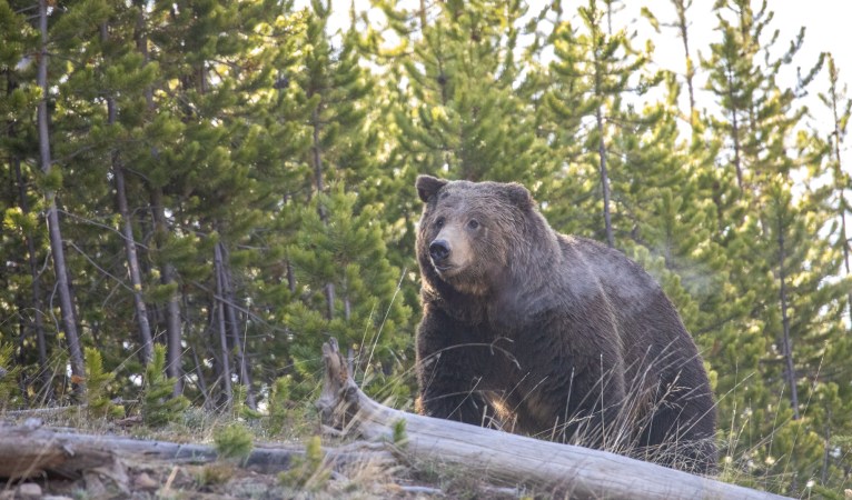 A grizzly bear walks through a forest.