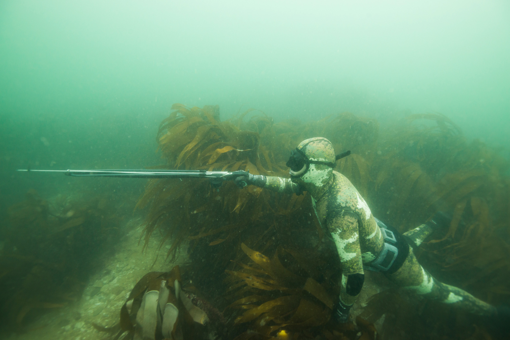 A spearfisherman holding a speargun and wearing a camo wetsuit waits in the kelp.