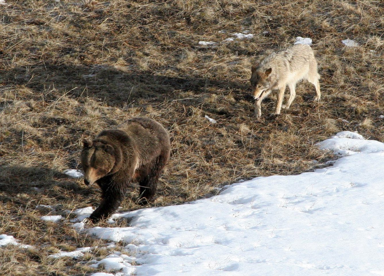 A Wolf Rapping Federal Judge Restricts Wolf Trapping in Idaho to 'Protect' Grizzly ...