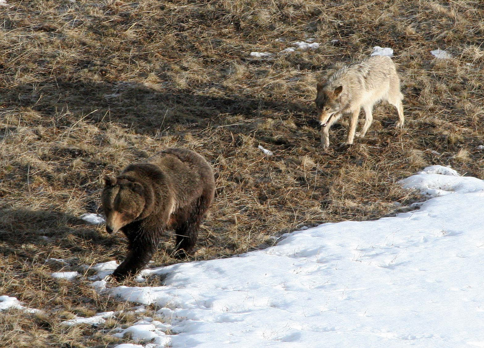 A gray wolf and a grizzly bear in Yellowstone National Park.