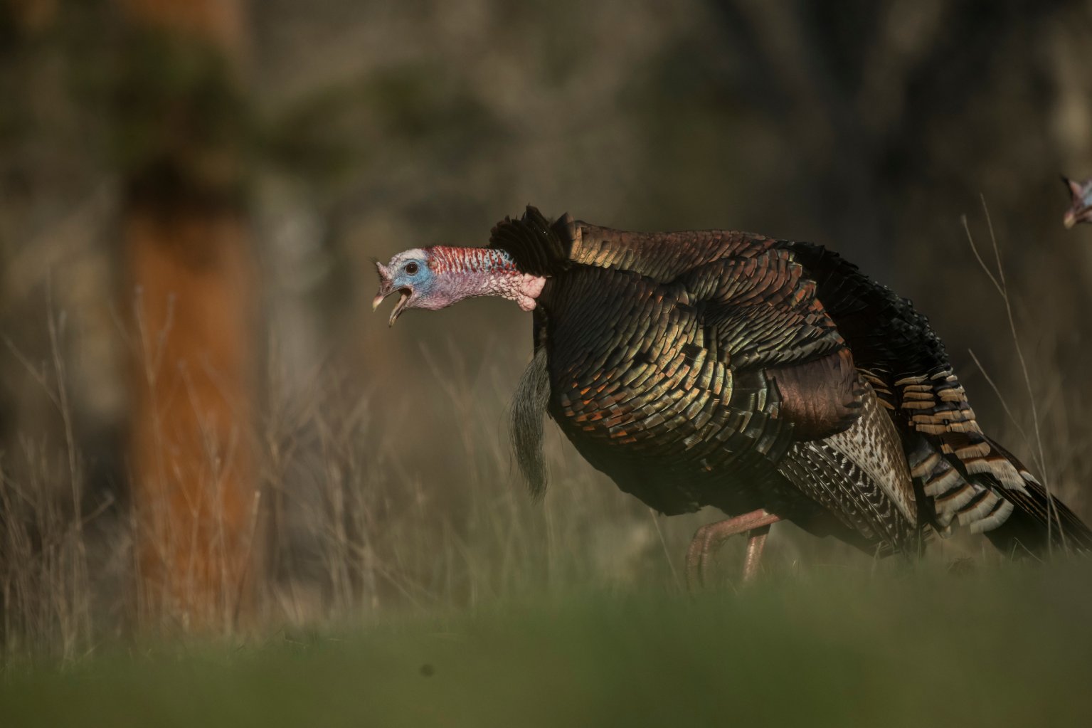 Turkey calling tips