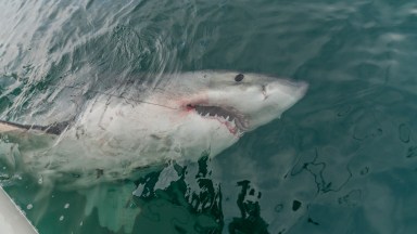 Great White Shark Makes Record 2,000-Mile Journey to Mexico Border