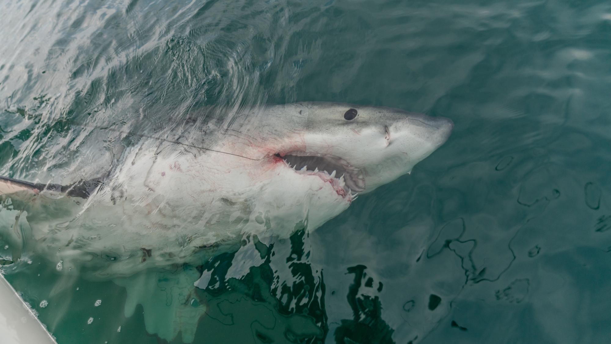 A white shark nicknamed LeeBeth surfaces in the water.