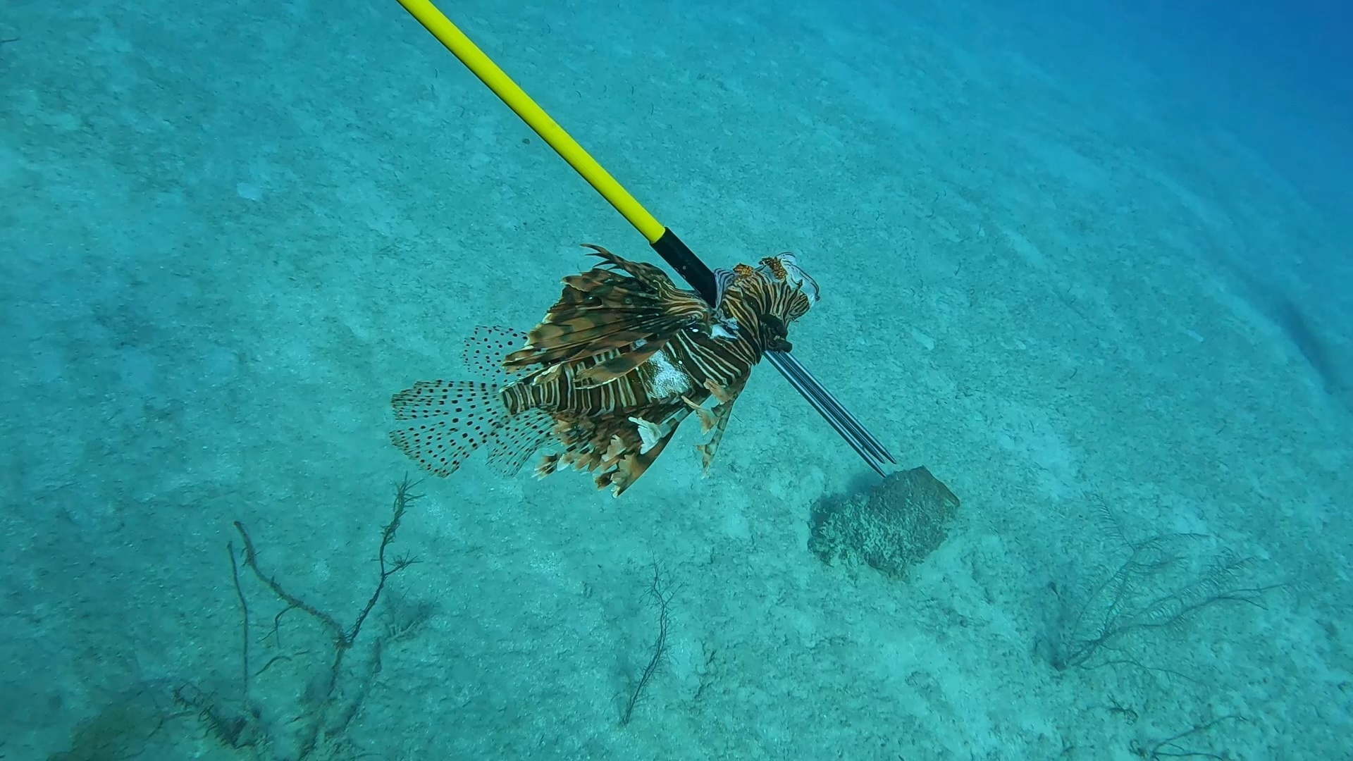 A lionfish skewered on a spearfishing pole spear.