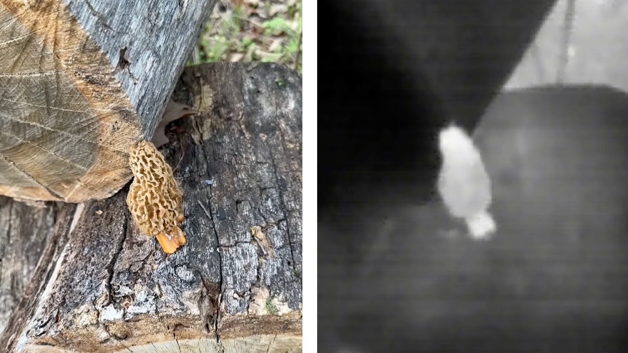 A morel mushroom on a normal camera and a thermal imaging camera.