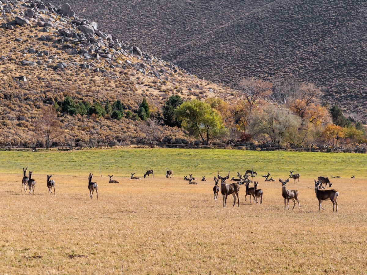 A herd of mule deer feed in an irrigated farm field.