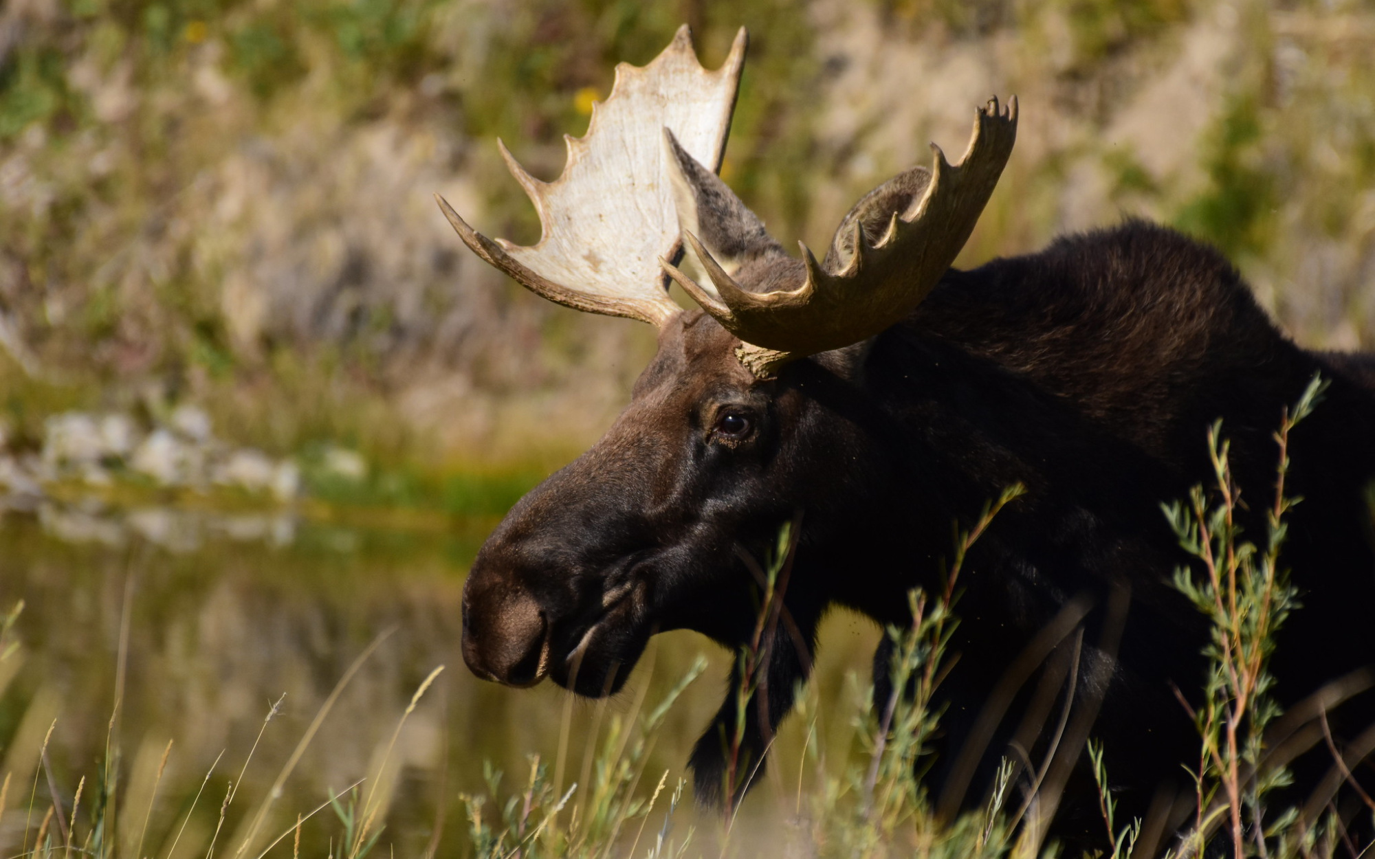 A Shiras bull moose.