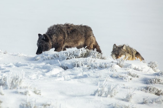 Two wolves walk over a hill in Yellowstone.