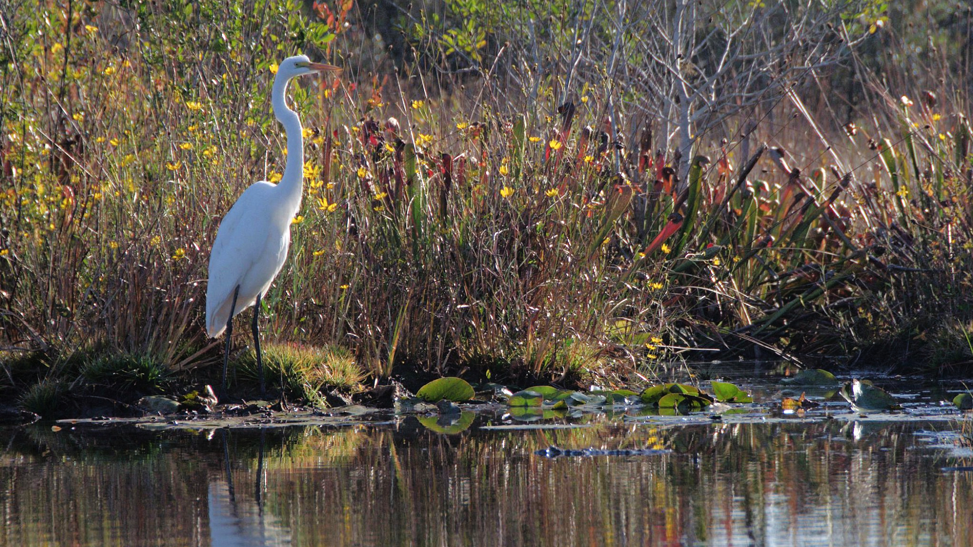 An egret rests next to a swamp in Okefenokee National Wildlife Refuge