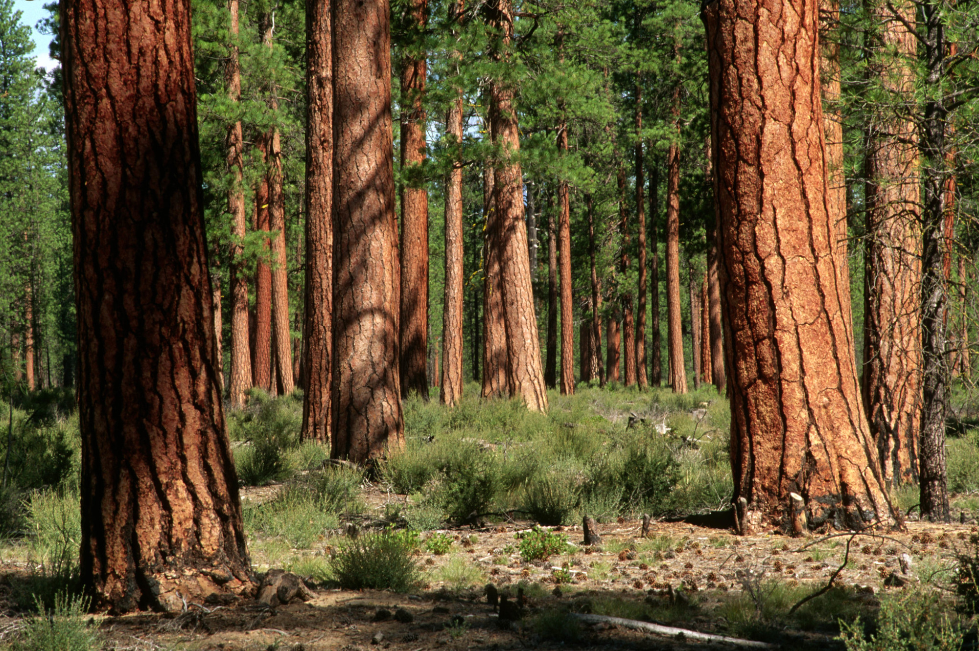 A stand of old growth ponderosa pine trees.