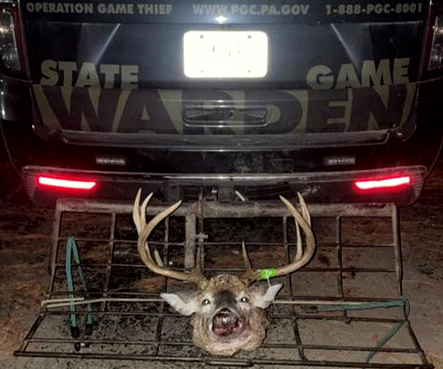 The head of a trophy buck that was killed illegally and confiscated by Pennsylvania game wardens.
