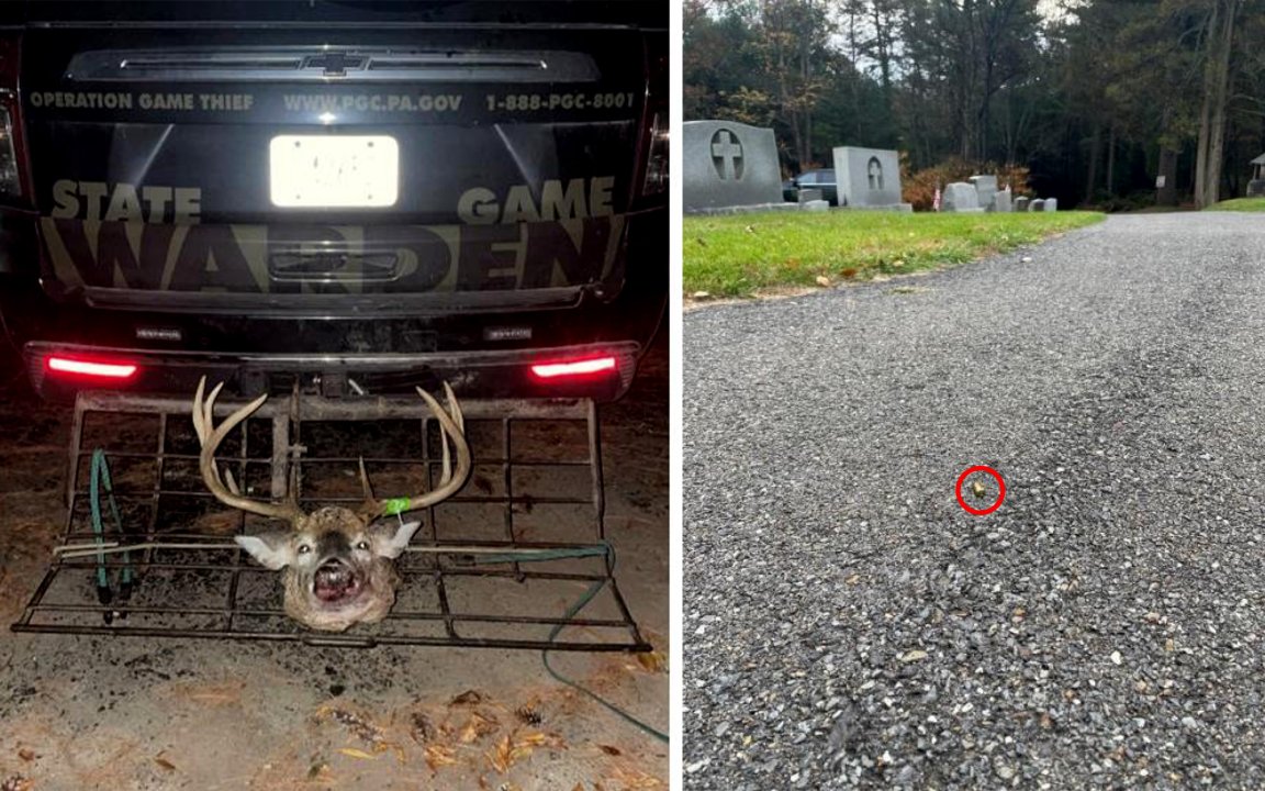A buck's head on a game warden's tailgate; a 9mm round lies on the roadway in a cemetery.